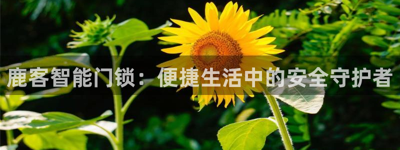 开丰娱乐官网最新消息：鹿客智能门锁：便捷生活中的安全守护者